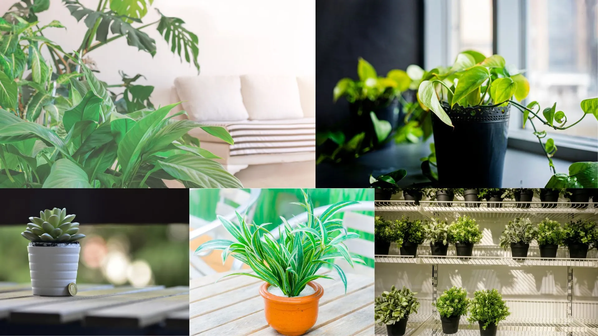 Making the Right Decorative Choice